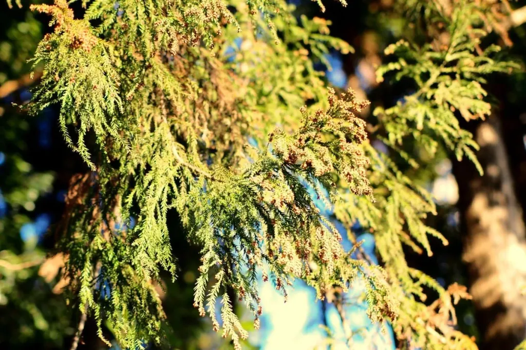 花粉症の方は要注意！東京でもスギ花粉がついに飛散し始めた！2月第4週の高温で飛散が本格化!?