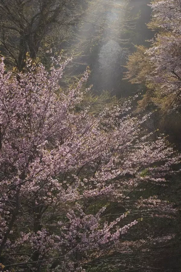 「光の色・風の色2」（ひかりのいろ･かぜのいろ2）小林義明