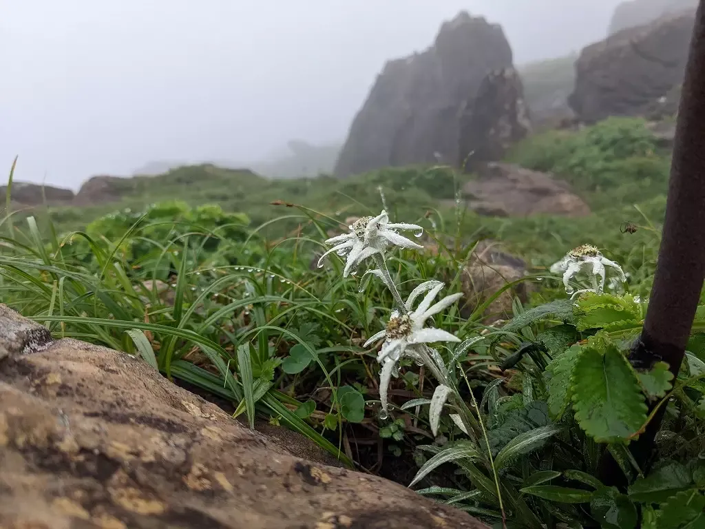【日帰り登山】早池峰山のおすすめ登山コースの難易度