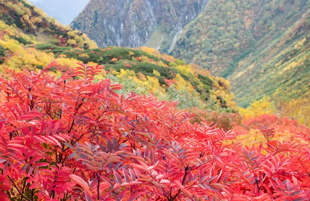 <2021年>紅葉・黄葉見頃予想！紅葉登山を楽しもう！