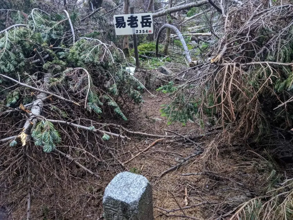 易老岳