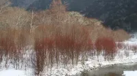 上高地徳沢ロッヂからの山便り 16年2月17日