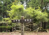 【日帰り登山】サンショウバラの咲く西丹沢の静かな秘境！不老山の難易度別ルート紹介