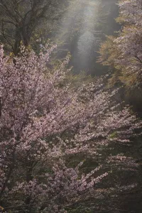 「光の色・風の色2」（ひかりのいろ･かぜのいろ2）小林義明