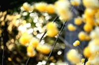 霊仙山の登山レポ-独特の地形と高山植物を楽しむ