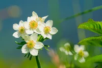 【東北編】日帰りのお花見登山7選プラス1｜東北の山はにぎやか
