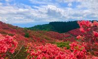 【関西編】日帰りのお花見登山7選｜初心者でも安心ラクラクハイキング