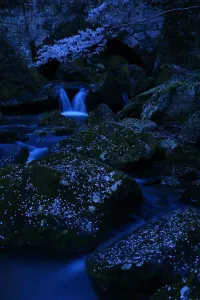 米美知子写真展『桜もよう』