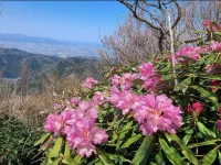 日本百名山の著者【深田久弥】が登山に目覚めた山『富士写ヶ岳にシャクナゲを見に行こう！』