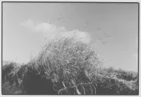 大山 謙一郎 写真展：凝視展 その43～うさぎ追いし かの山～