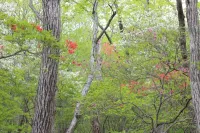 【日帰り登山】高原山/釈迦ヶ岳はツツジの楽園だった｜難易度別ルート＆登山口アクセス情報