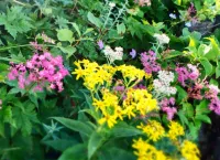 梅雨の時期におすすめの山-6月から7月は高山植物が最も美しい季節