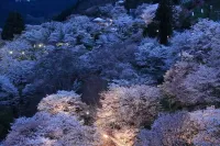 日本一の桜の名所 吉野山