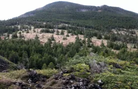 縞枯山