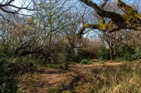 畠山